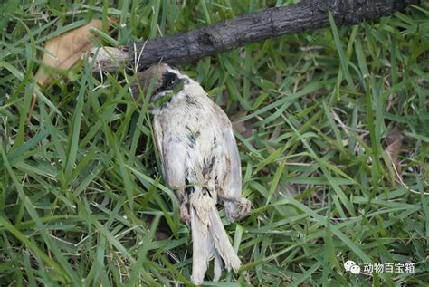 麻雀死亡前兆|为什么麻雀尸体很少被发现？了解一下麻雀的特殊生命周期